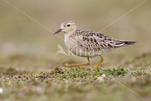 Blonde Ruiter (Tryngites subruficollis)