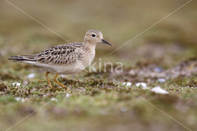 Buff-breasted Sandpiper (Tryngites subruficollis)