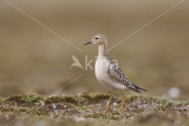 Buff-breasted Sandpiper (Tryngites subruficollis)