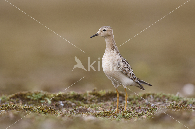 Buff-breasted Sandpiper (Tryngites subruficollis)