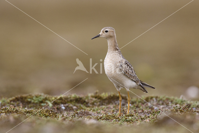 Blonde Ruiter (Tryngites subruficollis)