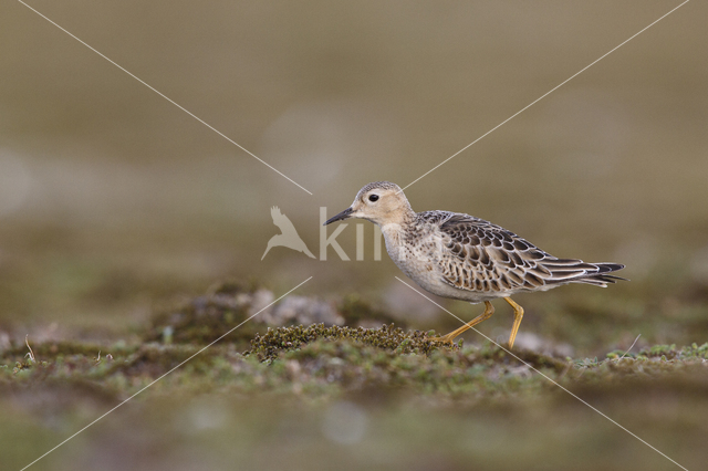 Blonde Ruiter (Tryngites subruficollis)