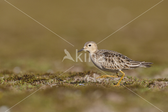 Blonde Ruiter (Tryngites subruficollis)