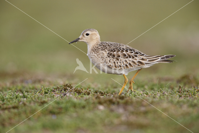 Buff-breasted Sandpiper (Tryngites subruficollis)