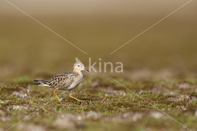 Blonde Ruiter (Tryngites subruficollis)