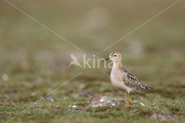 Buff-breasted Sandpiper (Tryngites subruficollis)