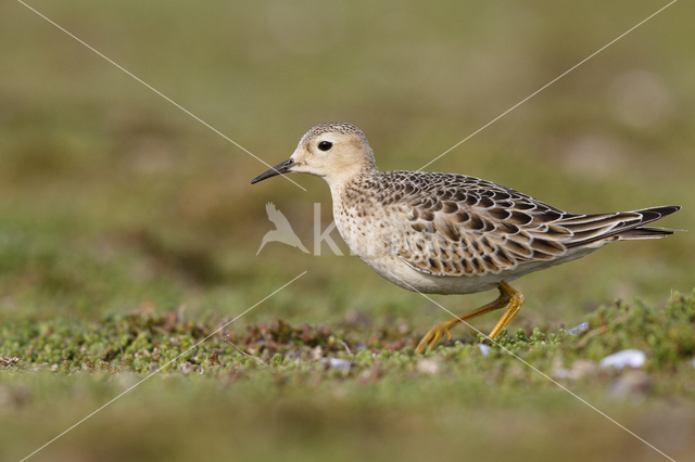 Blonde Ruiter (Tryngites subruficollis)