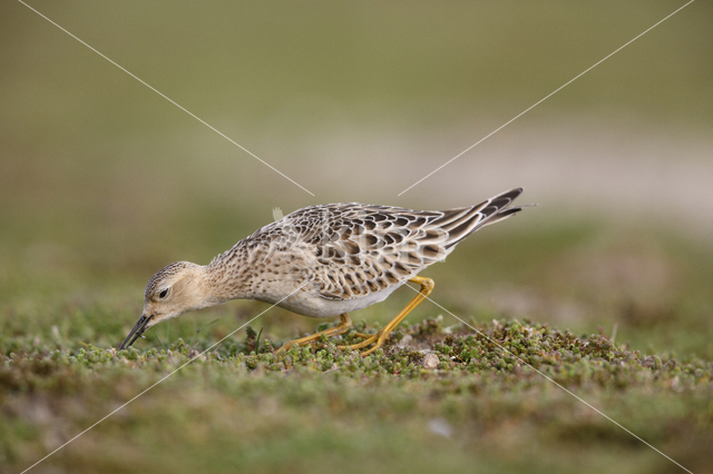 Buff-breasted Sandpiper (Tryngites subruficollis)