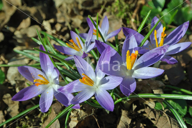 Early Crocus (Crocus tommasinianus)