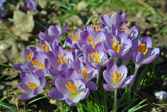 Early Crocus (Crocus tommasinianus)