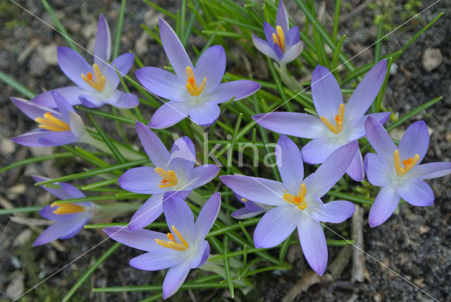 Early Crocus (Crocus tommasinianus)