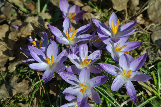 Early Crocus (Crocus tommasinianus)