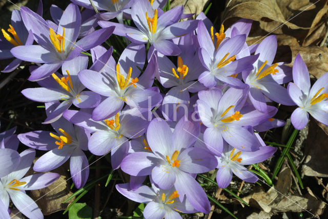 Early Crocus (Crocus tommasinianus)