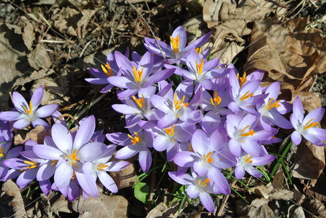 Boerenkrokus (Crocus tommasinianus)