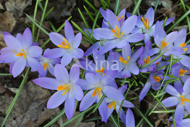 Boerenkrokus (Crocus tommasinianus)