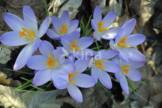 Boerenkrokus (Crocus tommasinianus)