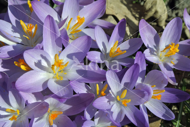 Boerenkrokus (Crocus tommasinianus)