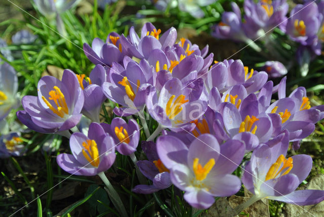 Early Crocus (Crocus tommasinianus)