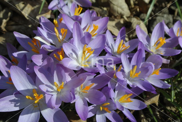 Boerenkrokus (Crocus tommasinianus)