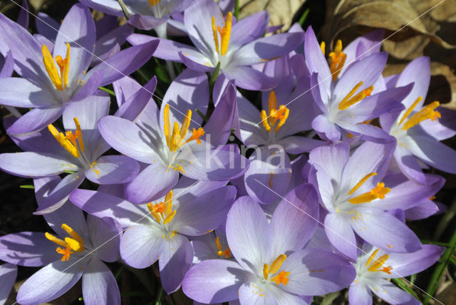 Early Crocus (Crocus tommasinianus)