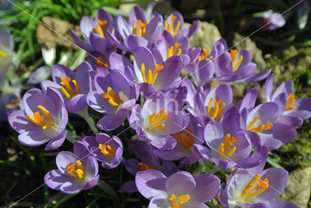 Early Crocus (Crocus tommasinianus)