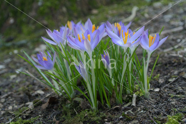 Early Crocus (Crocus tommasinianus)