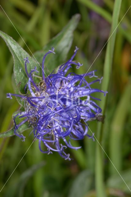 round-headed rampion (Phyteuma orbiculare)