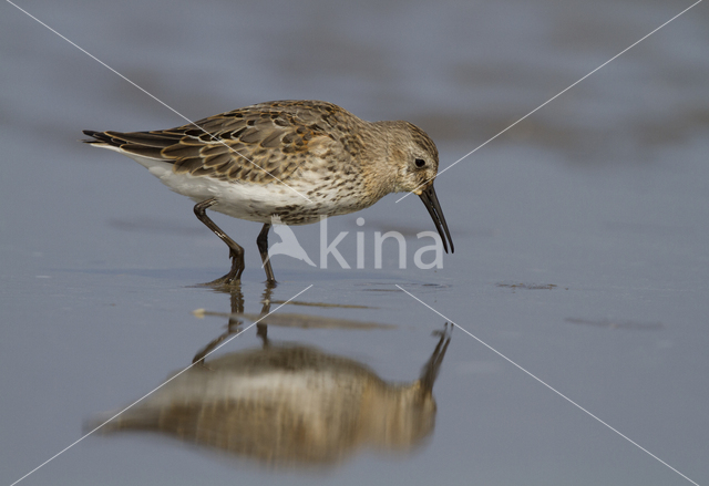 Bonte Strandloper (Calidris alpina)