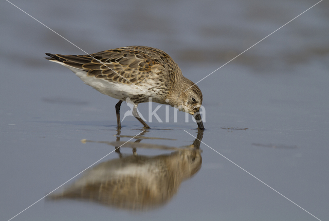 Bonte Strandloper (Calidris alpina)