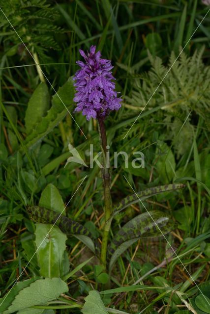 Common Spotted Orchid (Dactylorhiza maculata subsp. fuchsii)