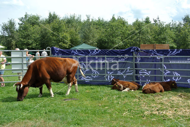 Burned Red Cow (Bos domesticus)