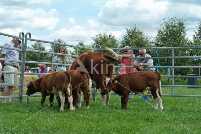 Burned Red Cow (Bos domesticus)