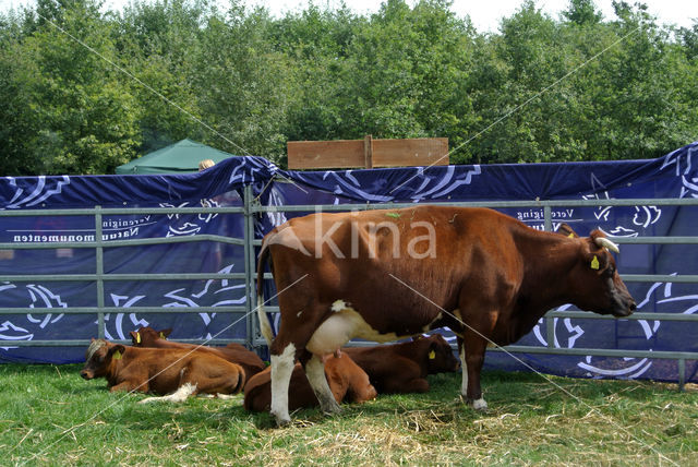 Burned Red Cow (Bos domesticus)