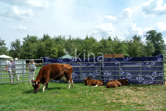 Burned Red Cow (Bos domesticus)