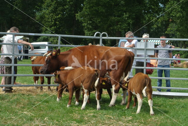 Burned Red Cow (Bos domesticus)