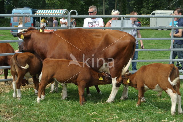 Burned Red Cow (Bos domesticus)