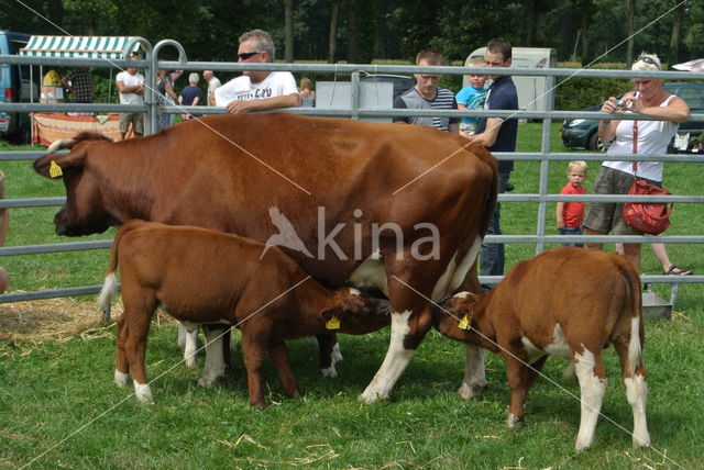 Burned Red Cow (Bos domesticus)