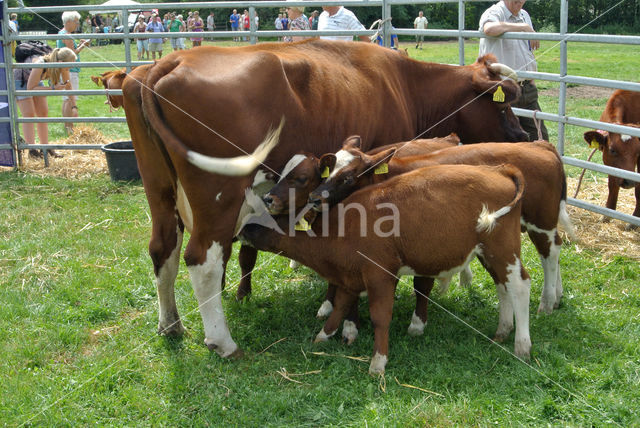 Burned Red Cow (Bos domesticus)