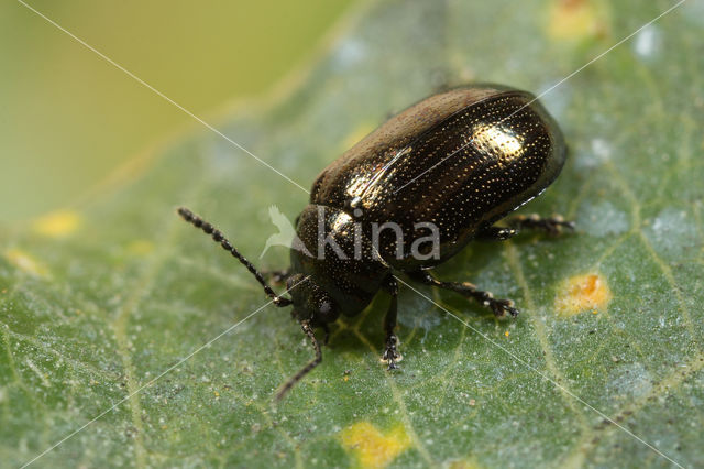 Bronzen Wilgenhaantje (Phratora vitellinae)