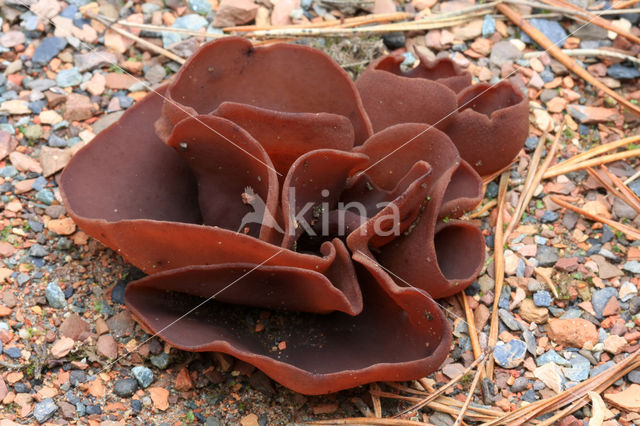 Bay cup (Peziza badia)