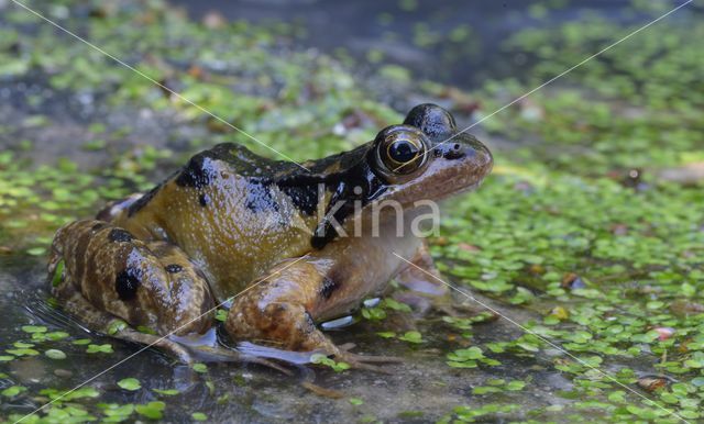 Bruine kikker (Rana temporaria)