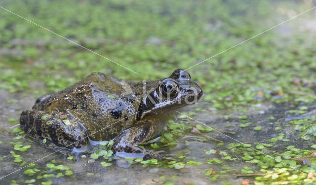 Common Frog (Rana temporaria)