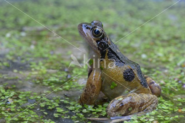 Bruine kikker (Rana temporaria)