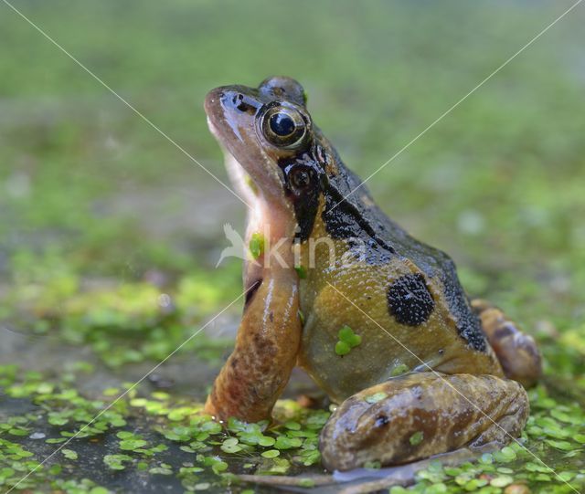Bruine kikker (Rana temporaria)