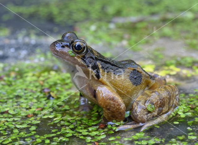 Bruine kikker (Rana temporaria)