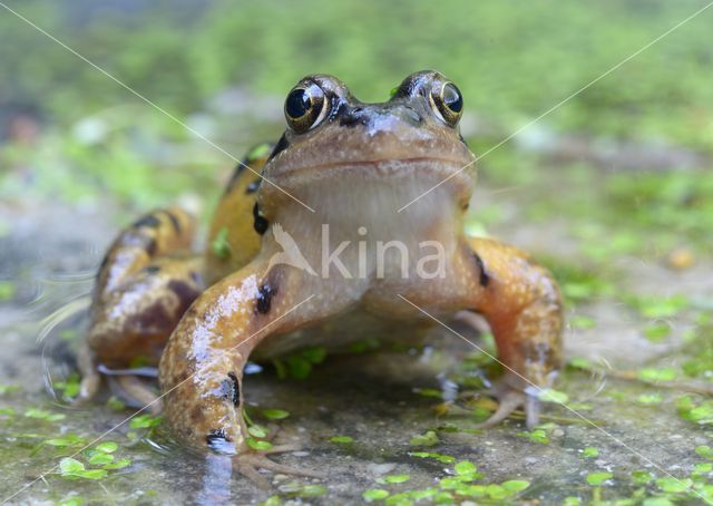 Bruine kikker (Rana temporaria)