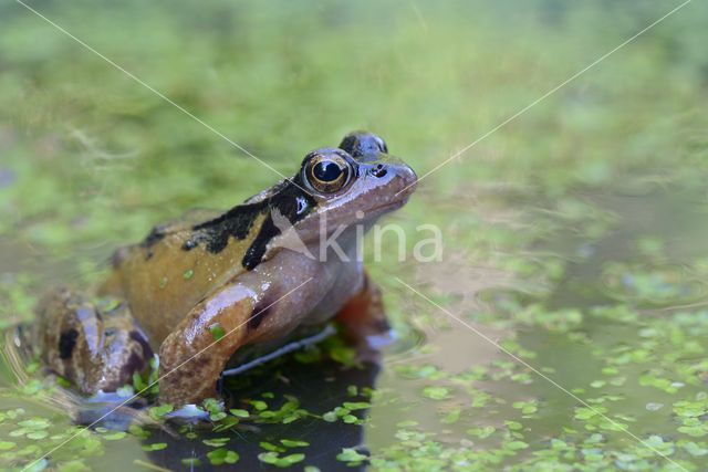 Common Frog (Rana temporaria)