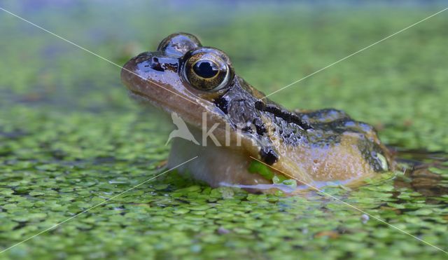 Common Frog (Rana temporaria)