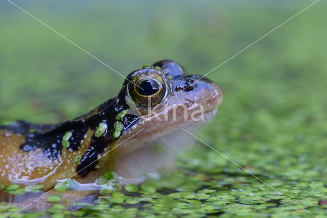 Common Frog (Rana temporaria)