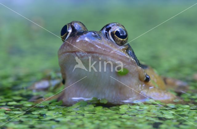 Common Frog (Rana temporaria)